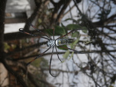 Trichonephila inaurata