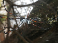 Trichonephila inaurata