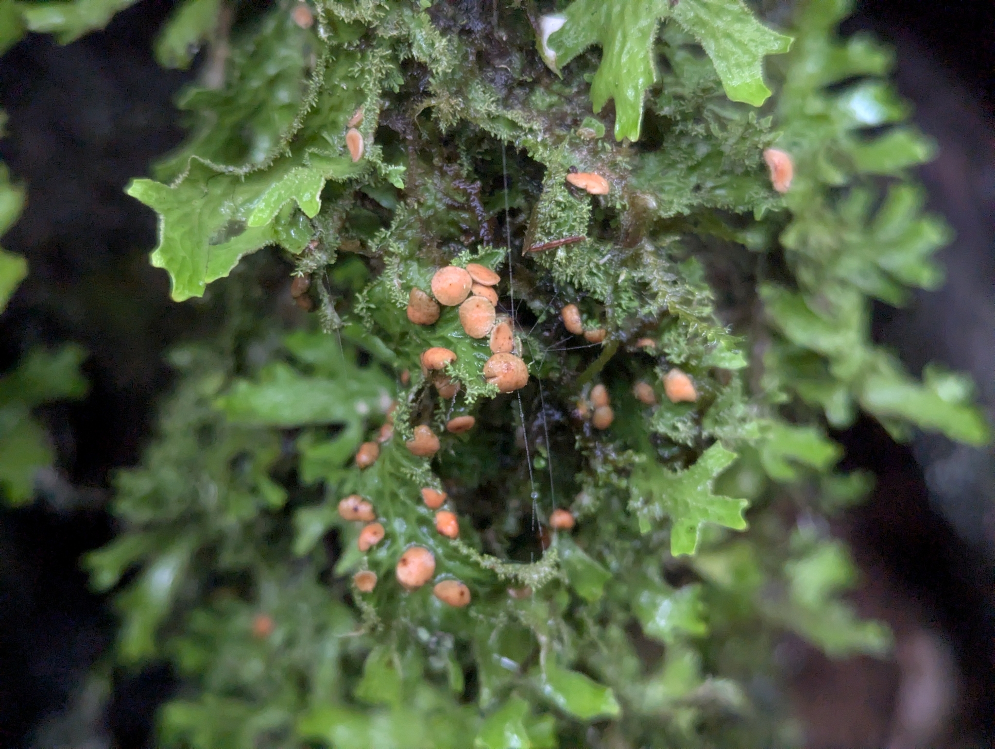 Lobaria macaronesica