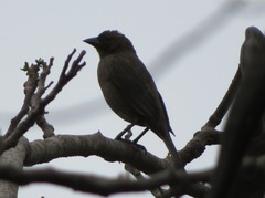 Molothrus bonariensis