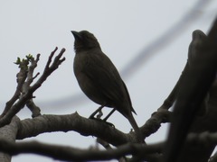 Molothrus bonariensis