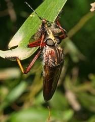 Colepia rufiventris