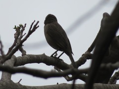 Molothrus bonariensis