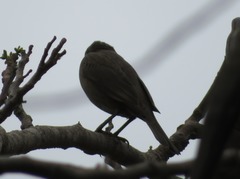 Molothrus bonariensis