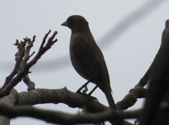 Molothrus bonariensis