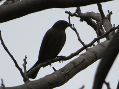 Molothrus bonariensis