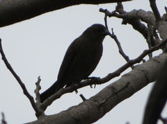 Molothrus bonariensis