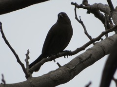 Molothrus bonariensis