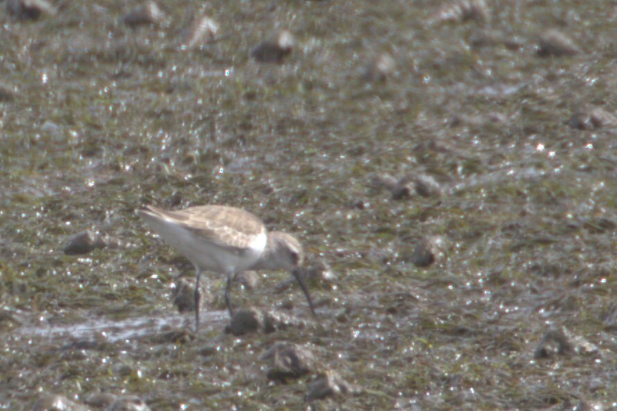 Curlew Sandpiper (Calidris ferruginea), photo 2