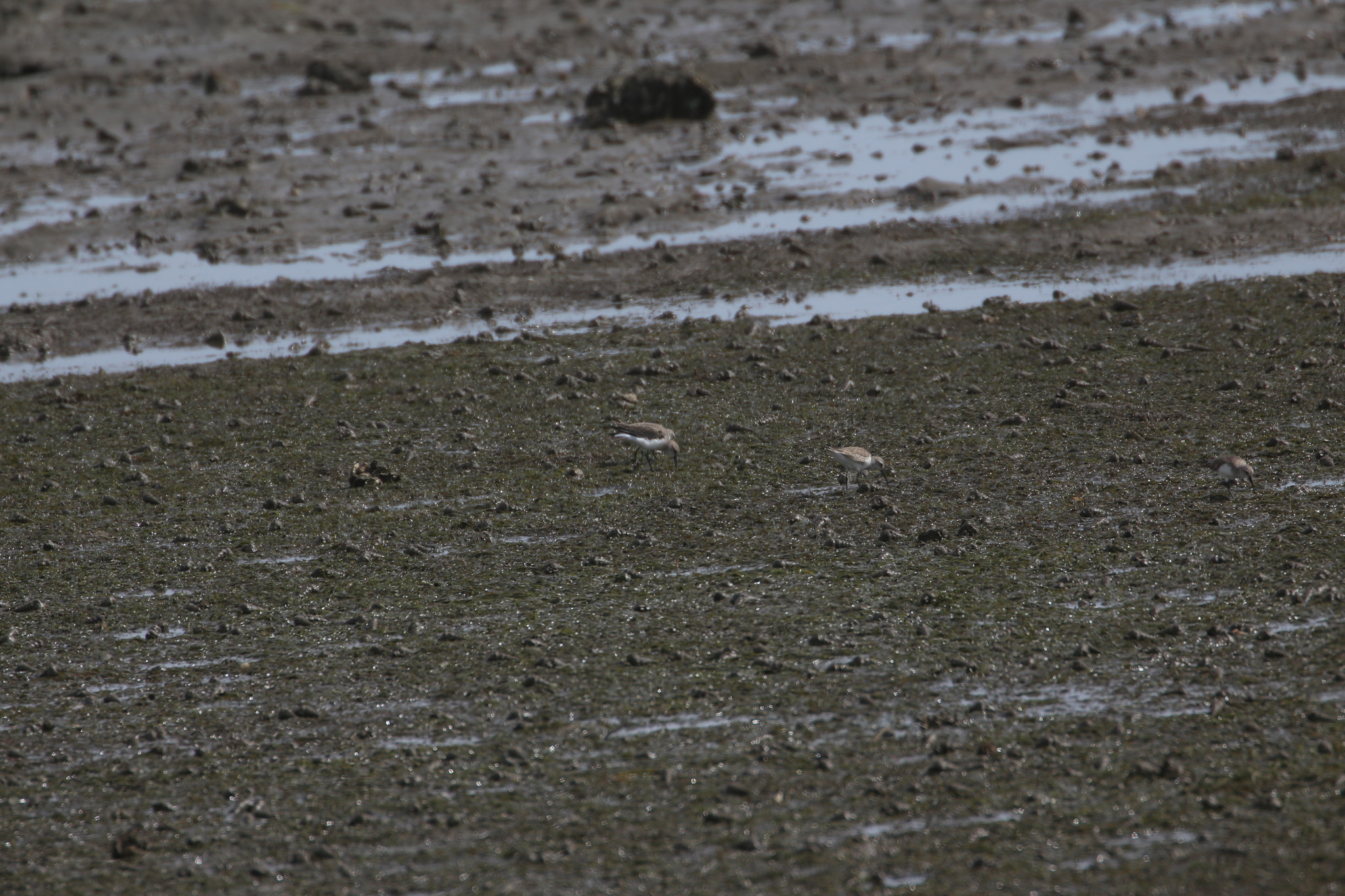 Curlew Sandpiper (Calidris ferruginea), photo 3