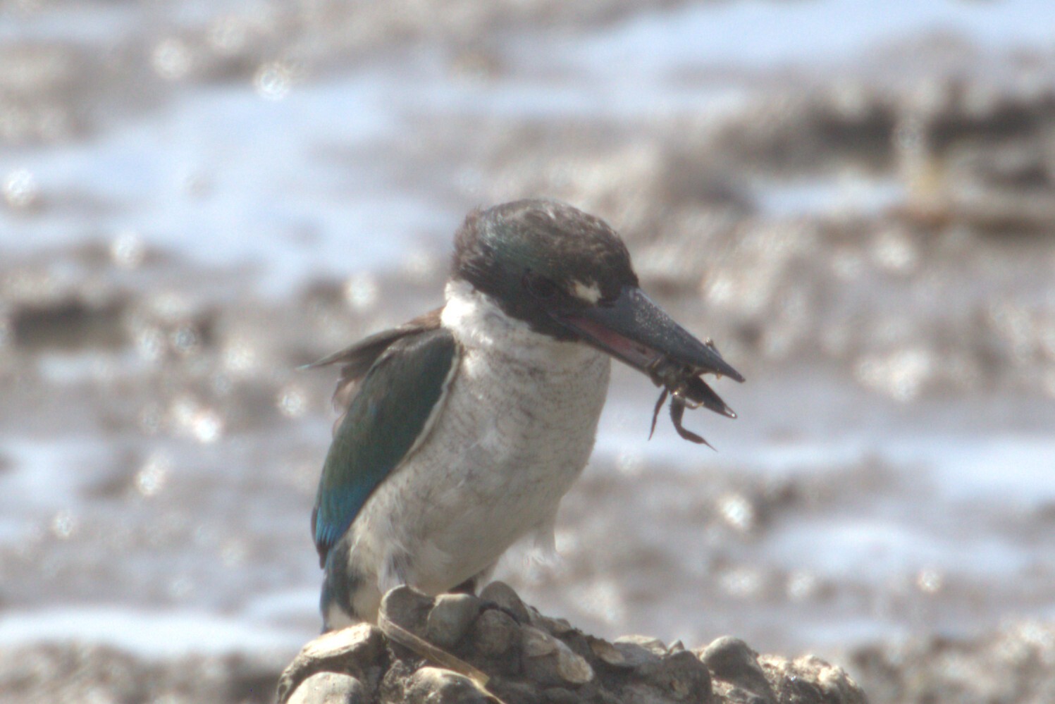 Torresian Kingfisher (Todiramphus sordidus), photo 6