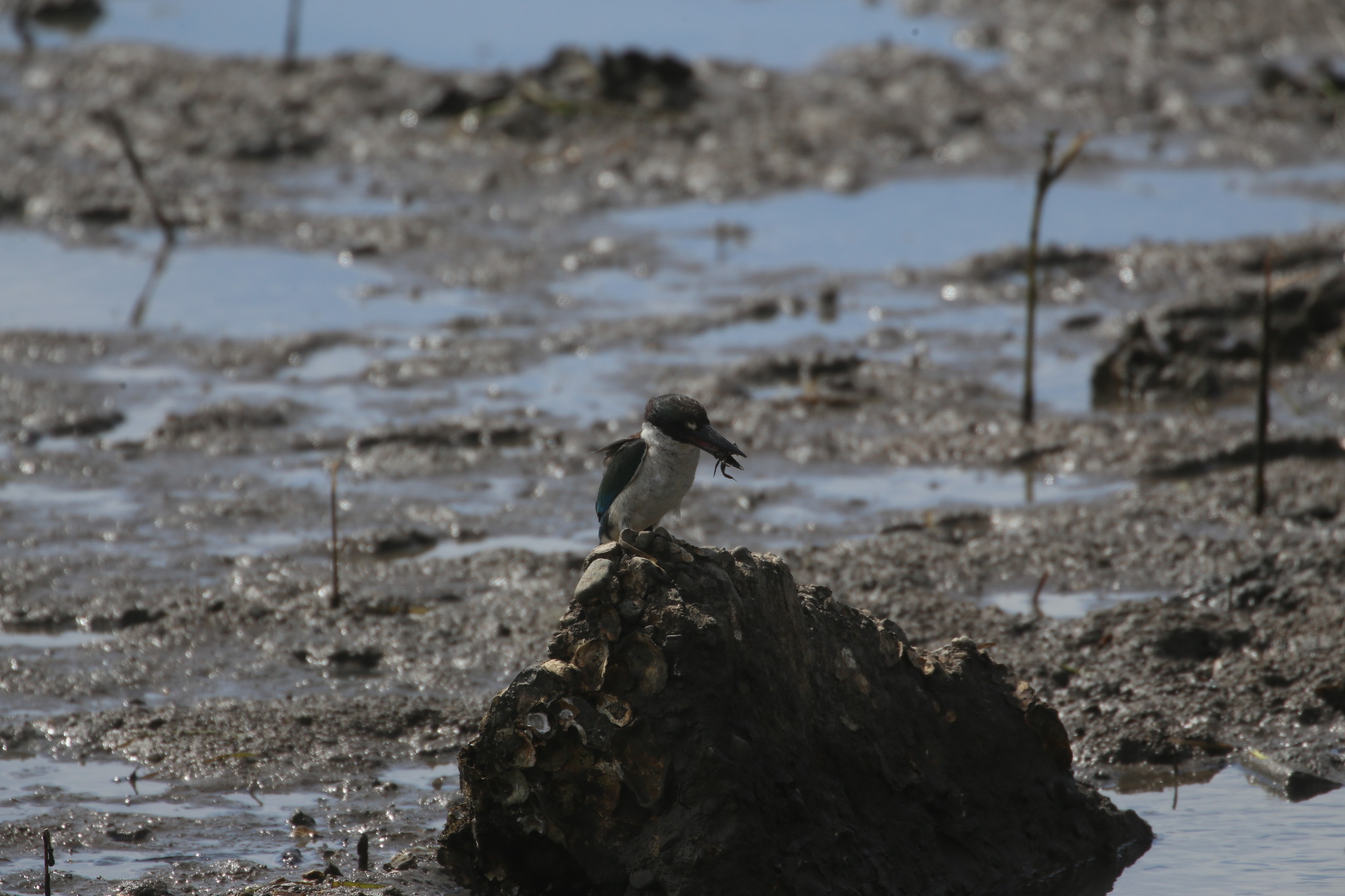 Torresian Kingfisher (Todiramphus sordidus), photo 7