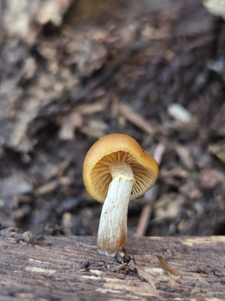 Galerina marginata · January 2026 · photo: © mandymushii (iNaturalist, cc-by)