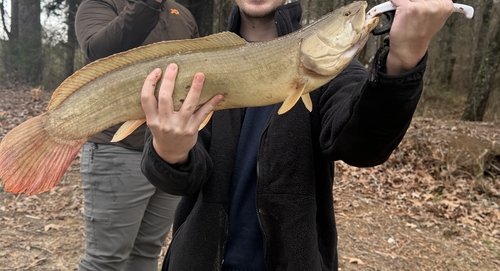 Bowfin (Amia calva) — Amiidae — 2