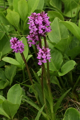 Dactylorhiza traunsteineri