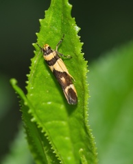 Macrobathra chrysotoxa