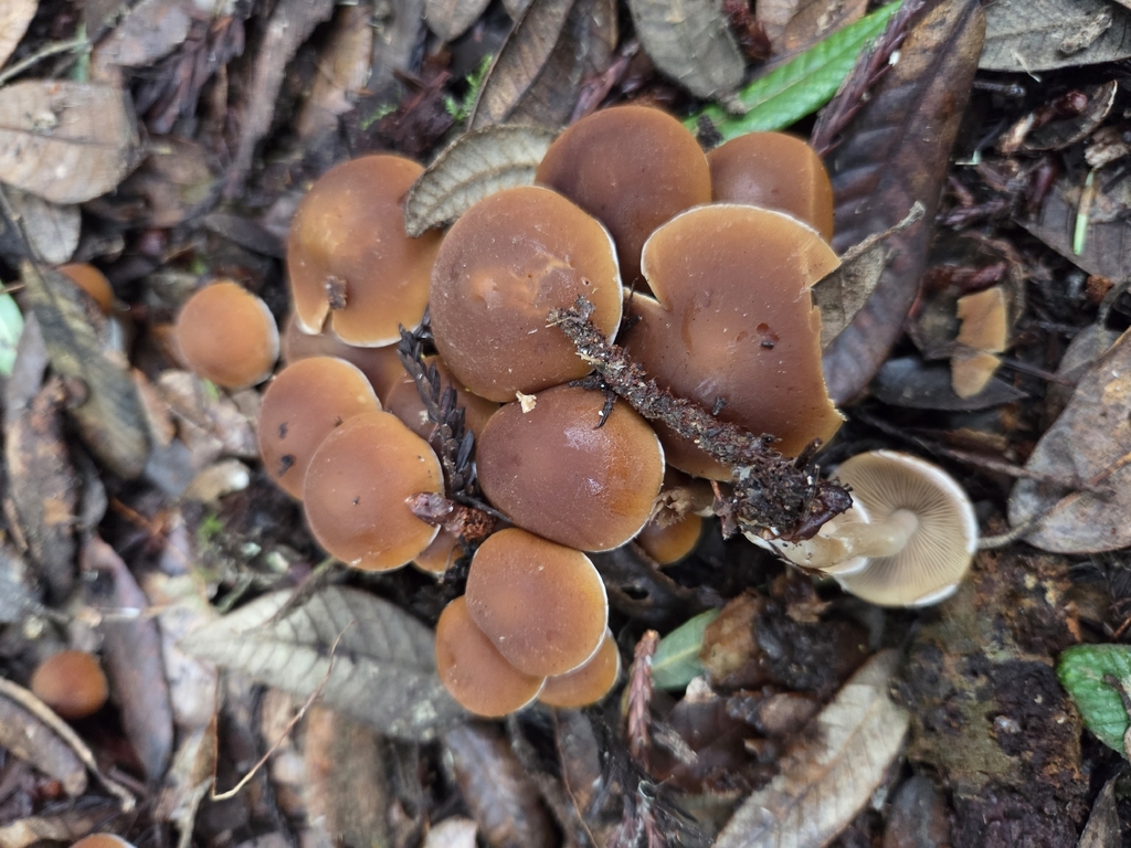 Psathyrella piluliformis · January 2026 · photo: © curleycurlew (iNaturalist, cc-by)