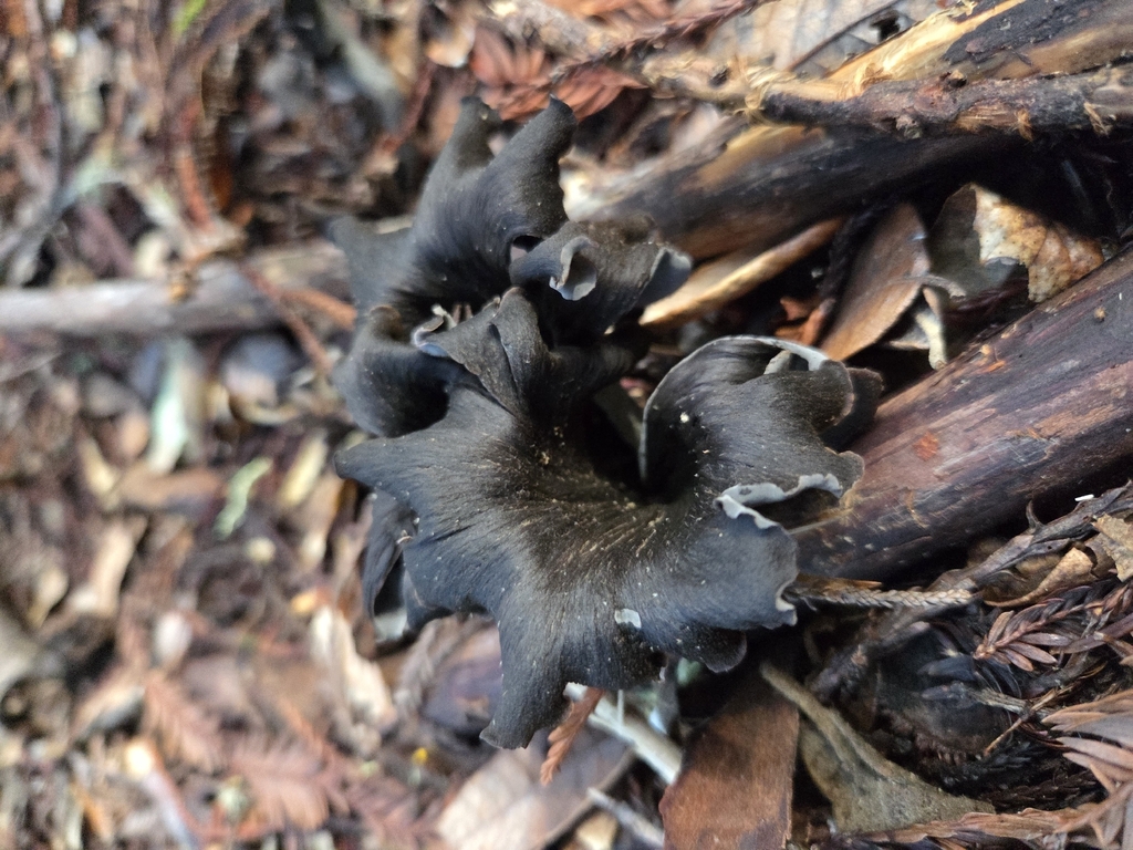 Craterellus calicornucopioides · January 2026 · photo: © curleycurlew (iNaturalist, cc-by)