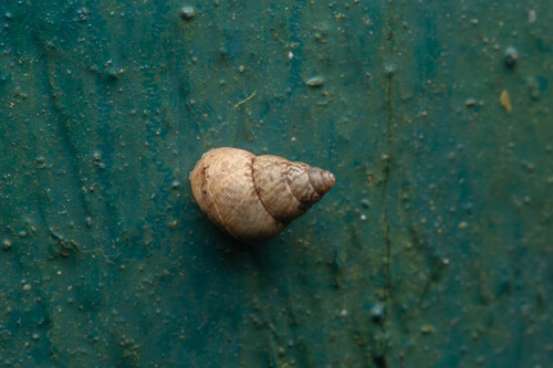 Omphalotropis observed 2026-01-01