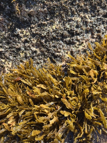 Sargassum aquifolium observed 2026-01-10
