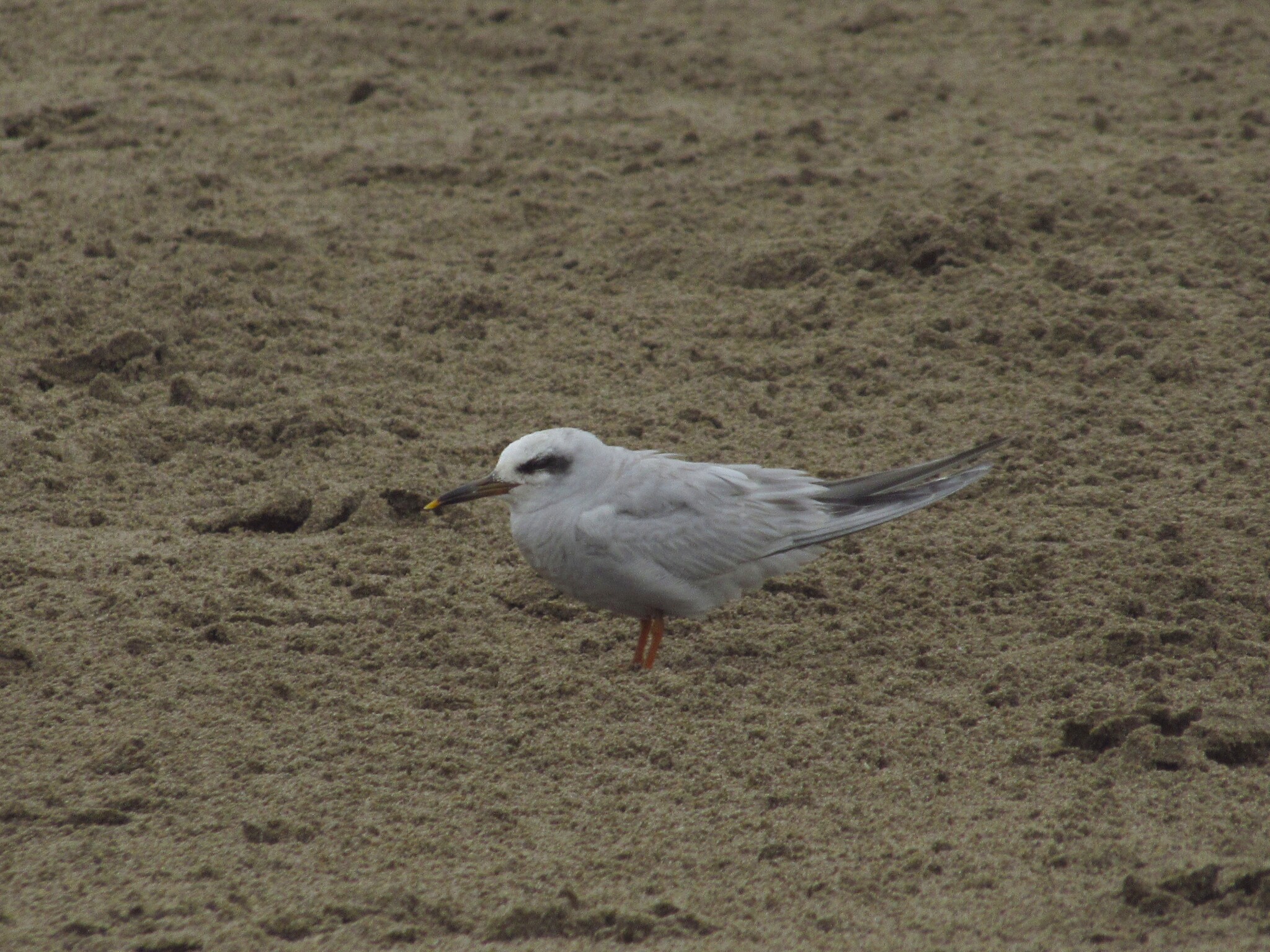Snowy-crowned Tern (Sterna trudeaui), photo 2