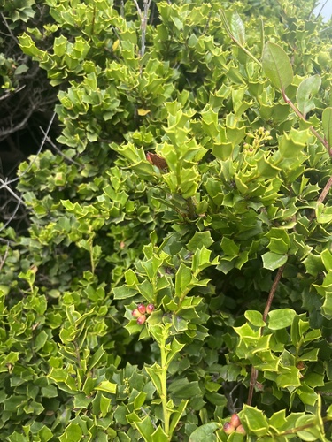 Chilean broadleaf (Griselinia jodinifolia)