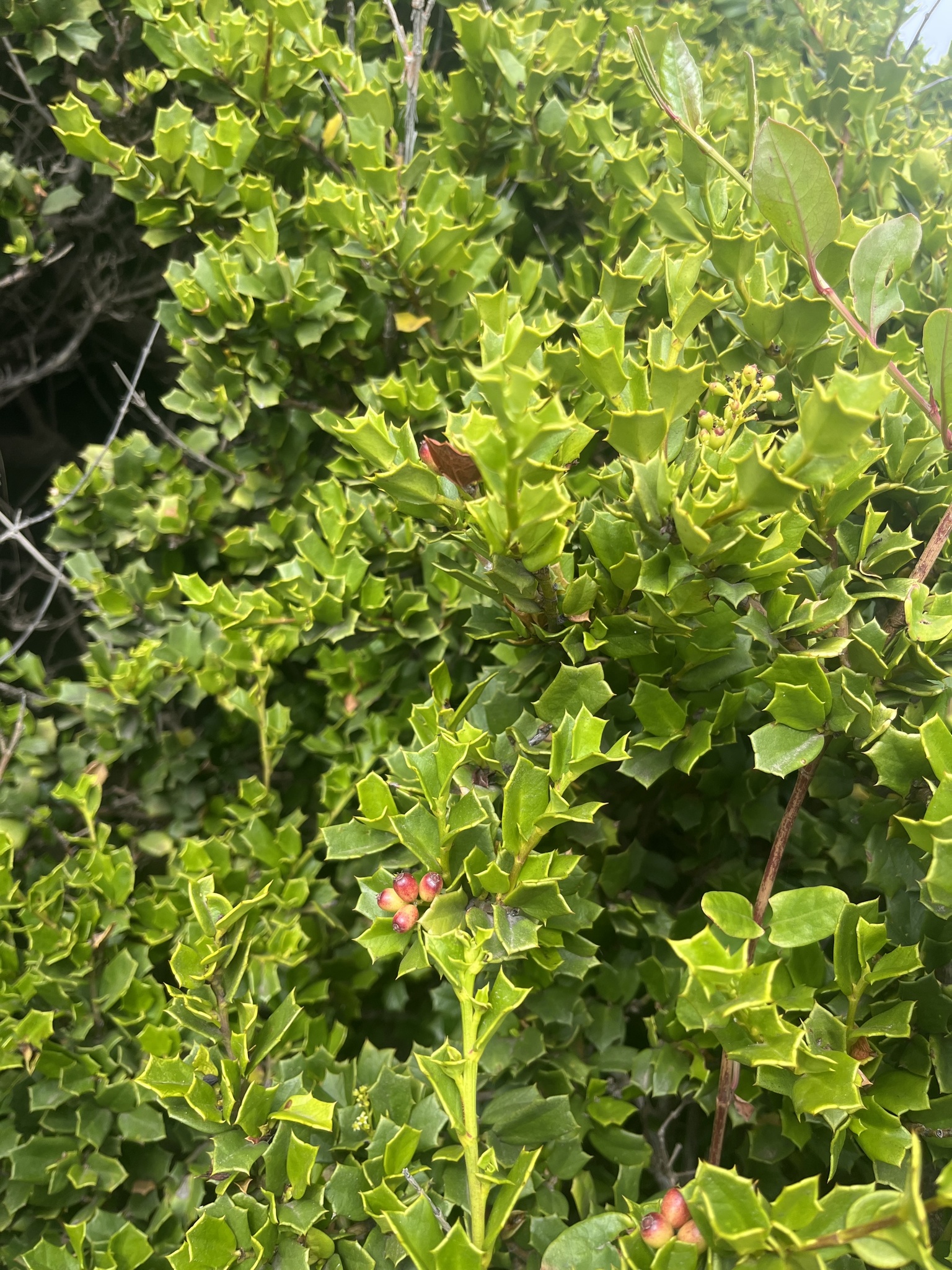 Chilean Broadleaf (Griselinia jodinifolia)