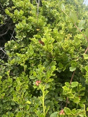Griselinia jodinifolia