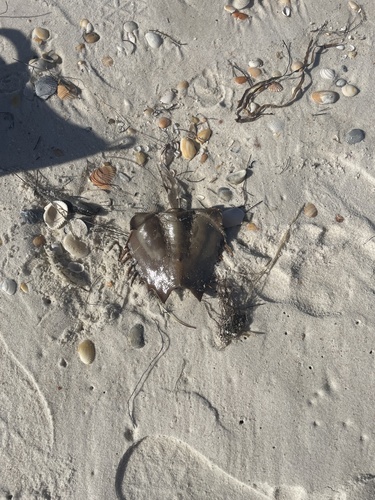 Horseshoe Crab