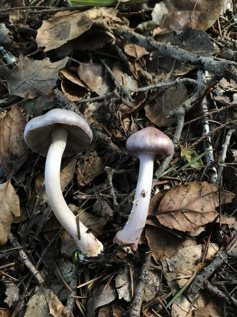 Inocybe ionocephala · January 2026 · photo: © paganka (iNaturalist, cc-by-nc)