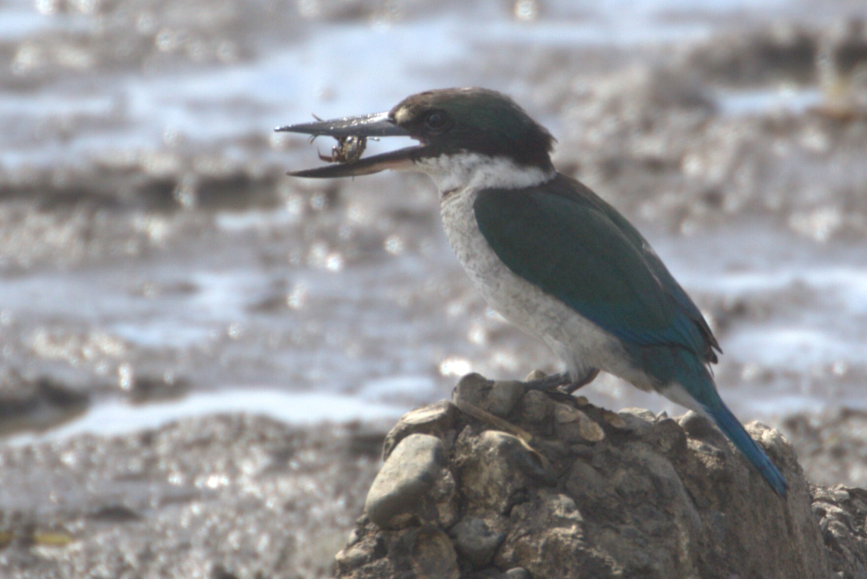 Torresian Kingfisher (Todiramphus sordidus), photo 8