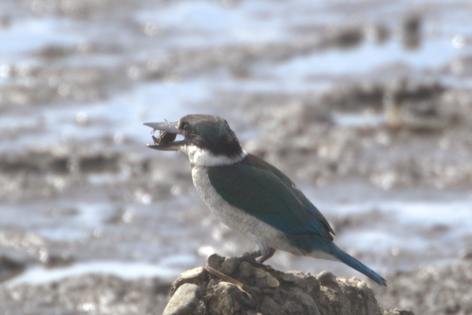 Torresian Kingfisher (Todiramphus sordidus), photo 9