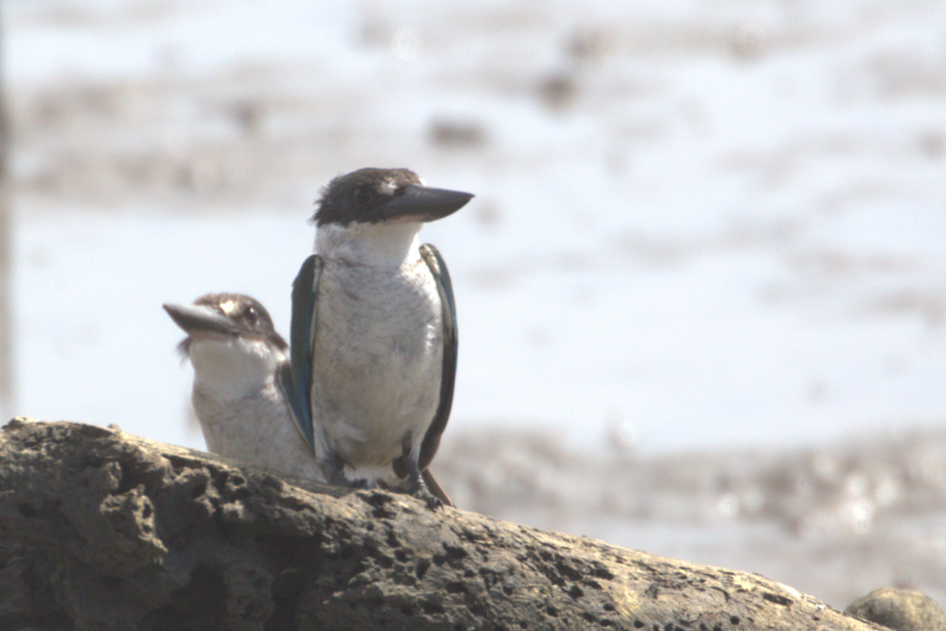Torresian Kingfisher (Todiramphus sordidus), photo 10