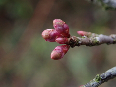 Prunus cerasifera pissardii