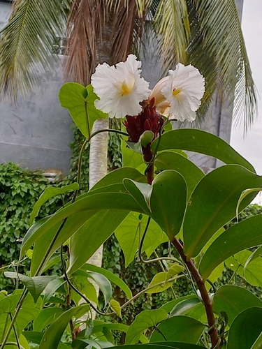 Hellenia speciosa