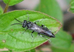 Macrophya
