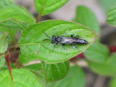 Macrophya