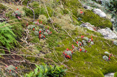 Aylostera fiebrigii