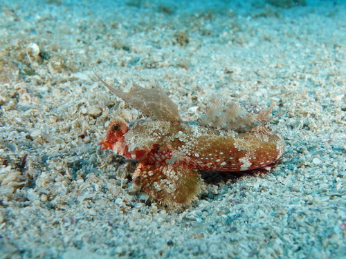 Seychelles dragonet (Synchiropus sechellensis) — Callionymidae — 3