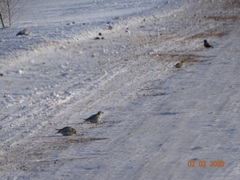 Melanocorypha yeltoniensis