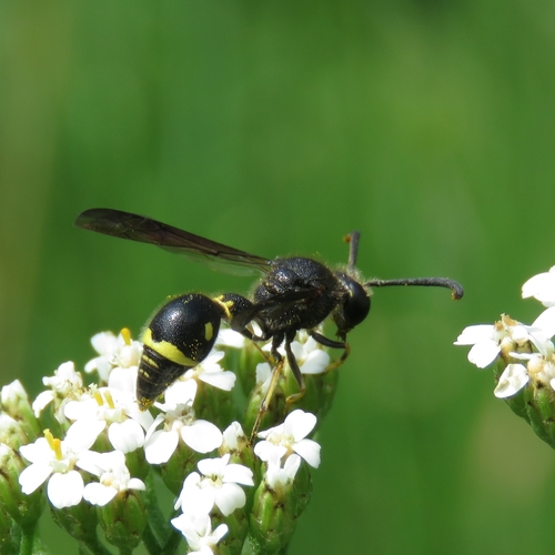 Eumenes coronatus