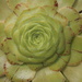 Aeonium arboreum holochrysum - Photo no rights reserved, uploaded by Ina
