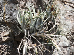 Tillandsia pueblensis