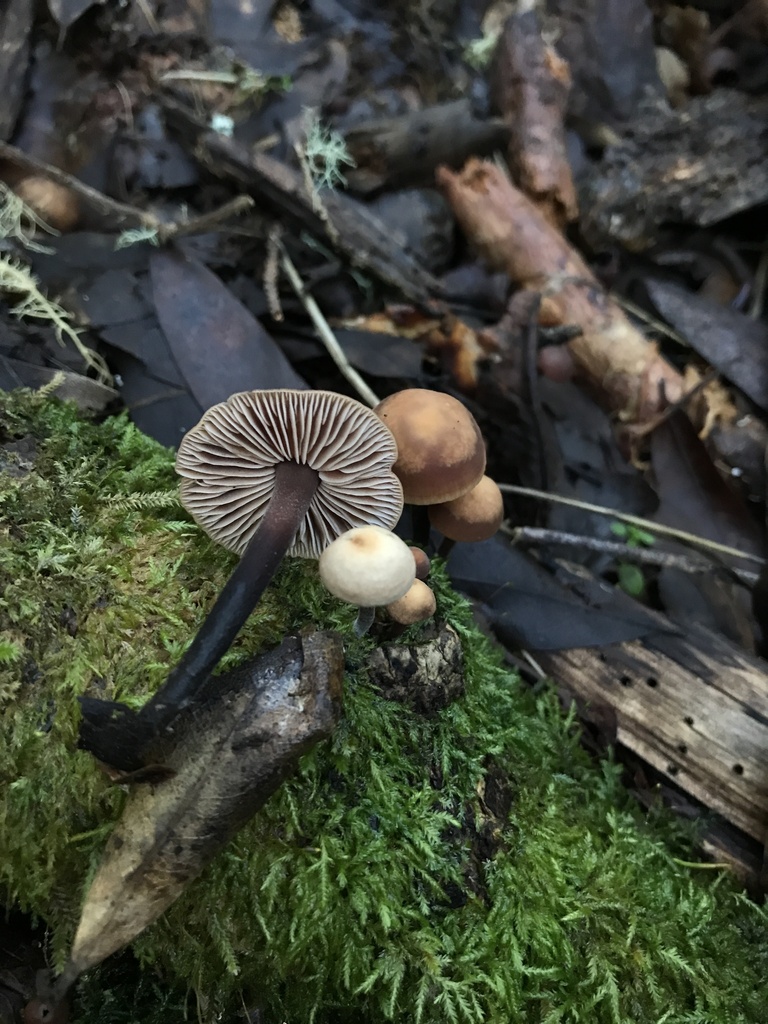 Gymnopus brassicolens · January 2026 · photo: © paganka (iNaturalist, cc-by-nc)