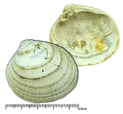 Leukoma jedoensis