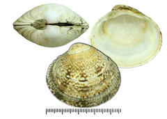 Leukoma jedoensis