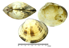 Leukoma jedoensis