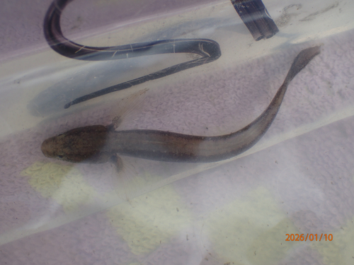 Emerald sleeper (Erotelis smaragdus) — Eleotridae