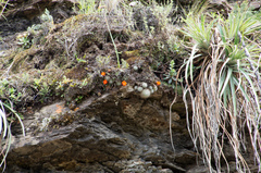 Aylostera fiebrigii