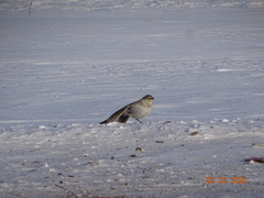 Melanocorypha yeltoniensis
